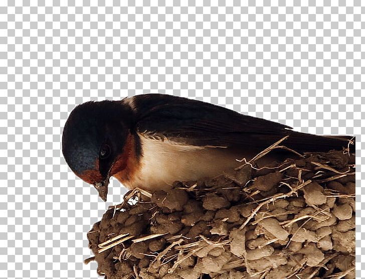 Barn Swallow Pxe4xe4skysenpesxe4keitto El Nido Bird PNG, Clipart, American Sparrows, Animals, Beak, Beneficial, Beneficial Bird Free PNG Download