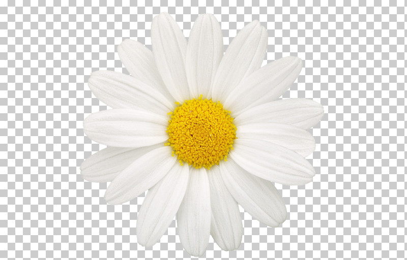 Daisy PNG, Clipart, Aster, Asterales, Barberton Daisy, Blackandwhite, Camomile Free PNG Download