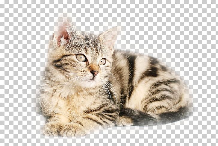 Cat Kitten Portable Network Graphics Pet Dog PNG, Clipart, American Shorthair, American Wirehair, Animals, Carnivoran, Cat Like Mammal Free PNG Download