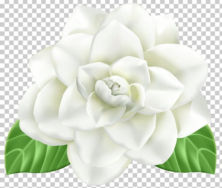 Flower PNG, Clipart, Art, Art Museum, Cut Flowers, Drawing, Floral Design Free PNG Download