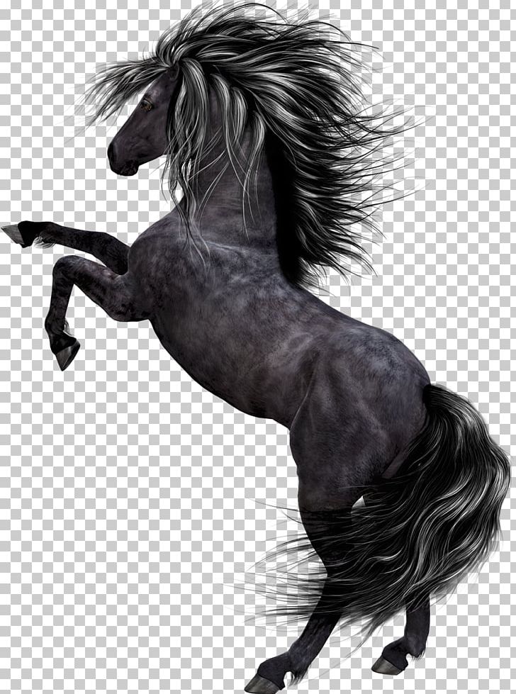 Horse Pony Black PNG, Clipart, Animals, Black, Black And White, Black Horse, Bridle Free PNG Download