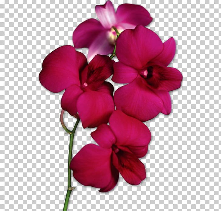 Moth Orchids PNG, Clipart, Cattleya Orchids, Cut Flowers, Document, Everlasting Sweet Pea, Floral Design Free PNG Download