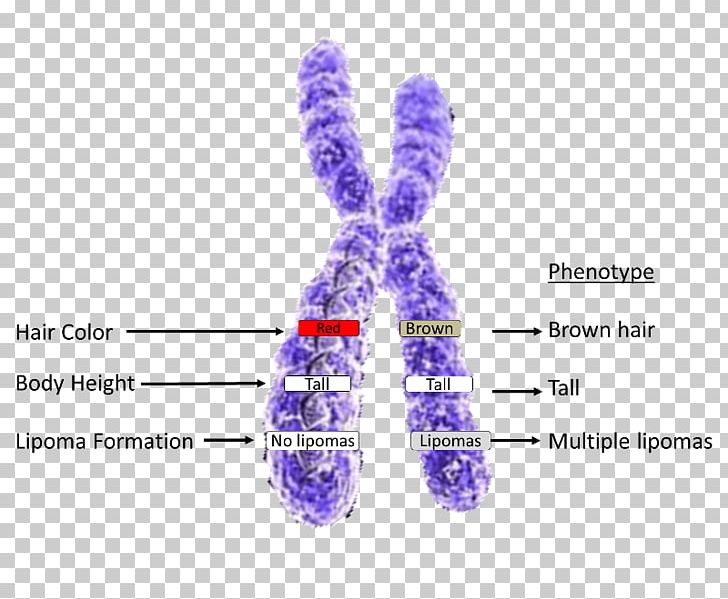 X Chromosome Allele Genetics PNG, Clipart, Allele, Autosome, Cell, Chromosome, Chromosome 13 Free PNG Download