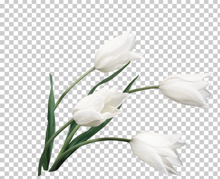 Desktop Flower Bouquet Tulip White PNG, Clipart, Branch, Bud, Cut Flowers, Desktop Wallpaper, Floral Design Free PNG Download