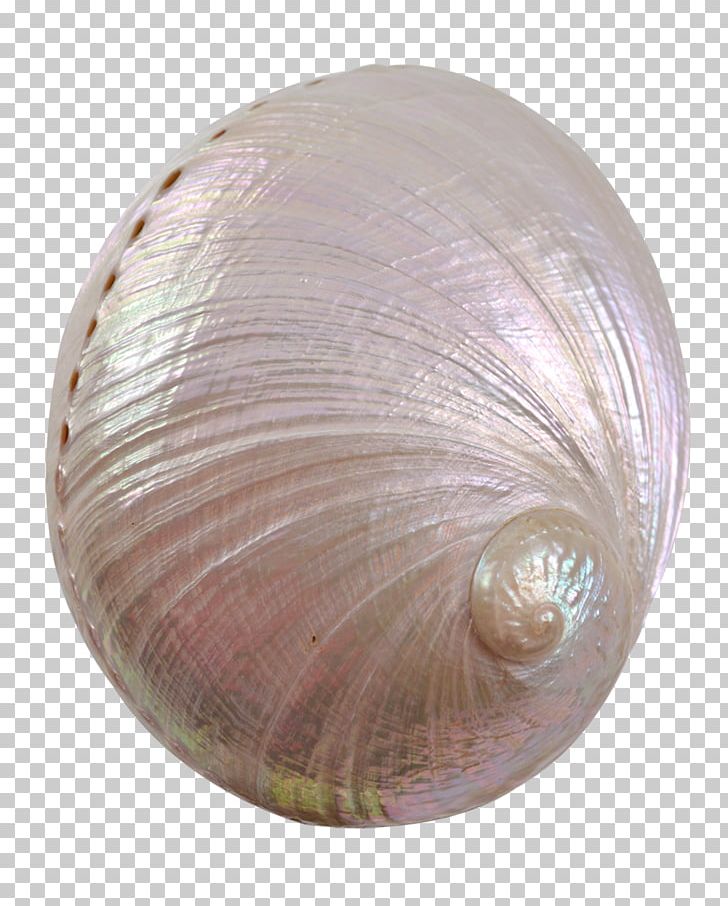 Cockle Clam Seashell Veneroida Conchology PNG, Clipart, Abalone, Animals, Clam, Cockle, Conchology Free PNG Download