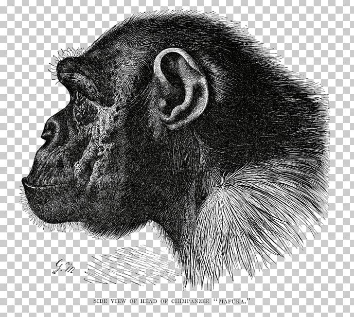 Great Apes Gorilla Common Chimpanzee Bonobo Primate PNG, Clipart, African Apes, Animals, Ape, Black And White, Bonobo Free PNG Download