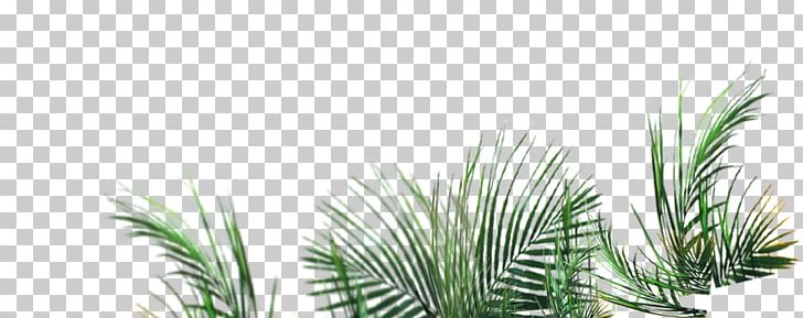 Green PNG, Clipart, Adobe Illustrator, Arecales, Artificial Grass, Cartoon Grass, Creative Grass Free PNG Download