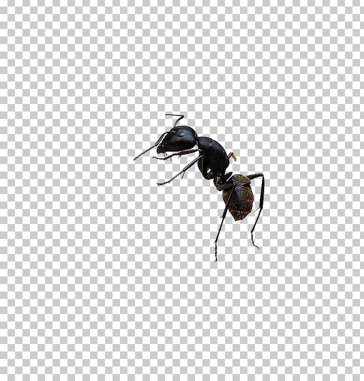 Black Garden Ant Bee Insect PNG, Clipart, Adobe Illustrator, Animal, Ant, Ants, Arthropod Free PNG Download