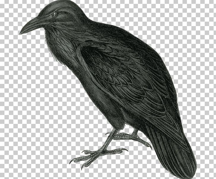 Common Raven The Raven Baltimore Ravens PNG, Clipart, Baltimore Ravens, Beak, Bird, Common Raven, Computer Icons Free PNG Download