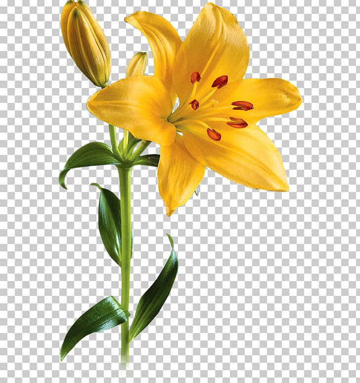 Lilium Flower PNG, Clipart, Adobe Illustrator, Bit, Clip Art, Cut Flowers, Daylily Free PNG Download
