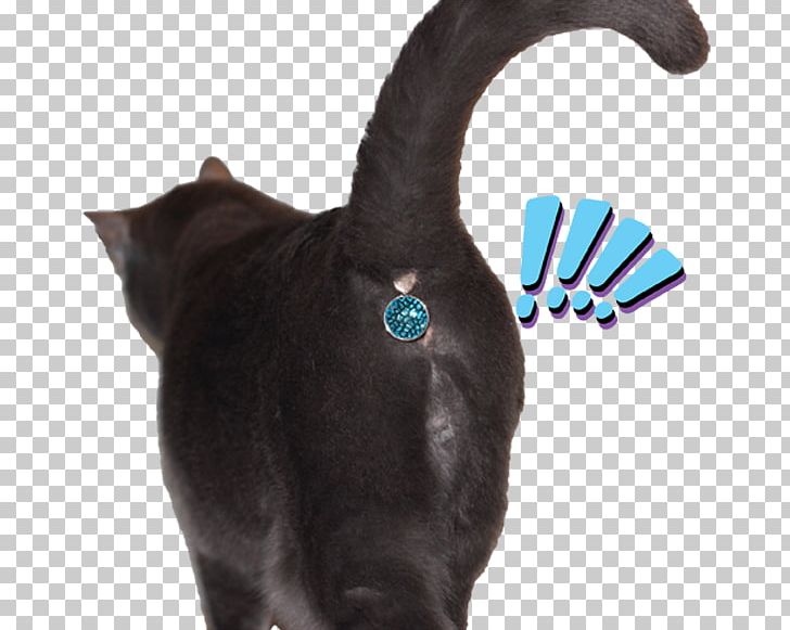 Cat Felidae Kitten Dog Tail PNG, Clipart, Animals, Black Cat, Blingbling, Cat, Cat Lady Free PNG Download