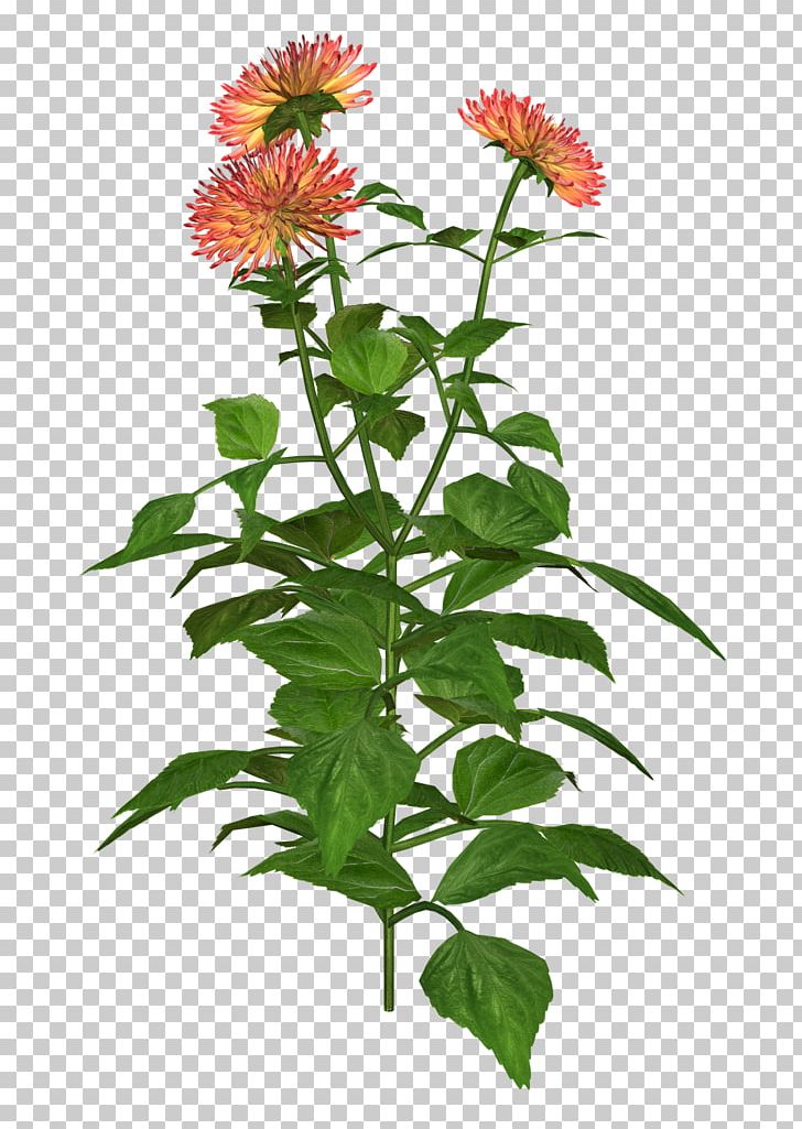 Dahlia Plant PNG, Clipart, Annual Plant, Art, Art Blog, Blog, Coneflower Free PNG Download