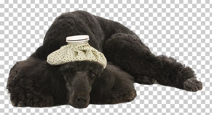 Dog Breed Standard Poodle Puppy Pet PNG, Clipart, Animals, Breed, Cat, Dog, Dog Breed Free PNG Download