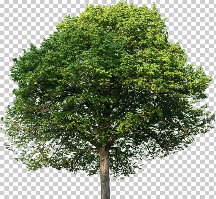 European Beech English Oak Tilia Platyphyllos Tree Stock Photography PNG, Clipart, Beech, Branch, English Oak, European Beech, Evergreen Free PNG Download