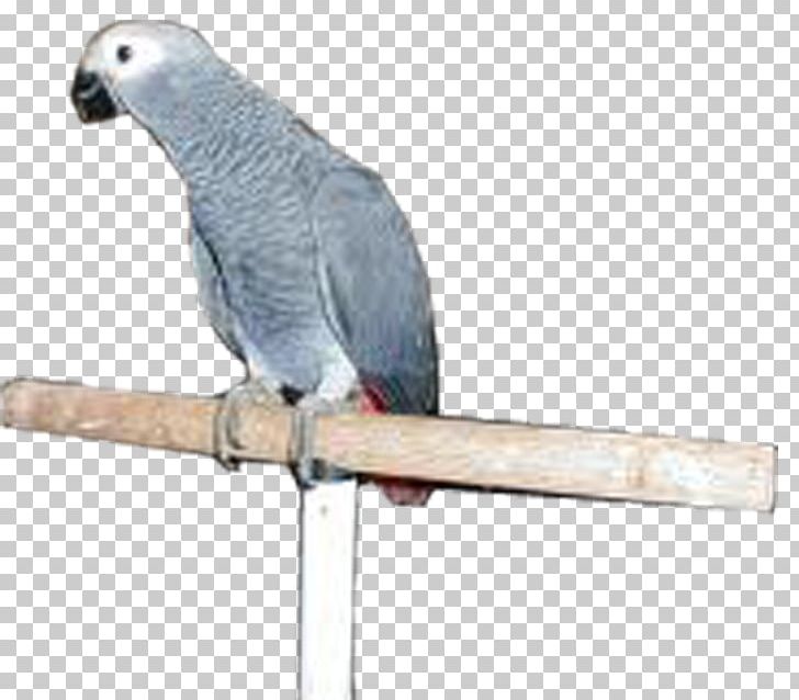 Grey Parrot Budgerigar Bird Parakeet PNG, Clipart, African Grey, Animals, Beak, Bird, Budgerigar Free PNG Download