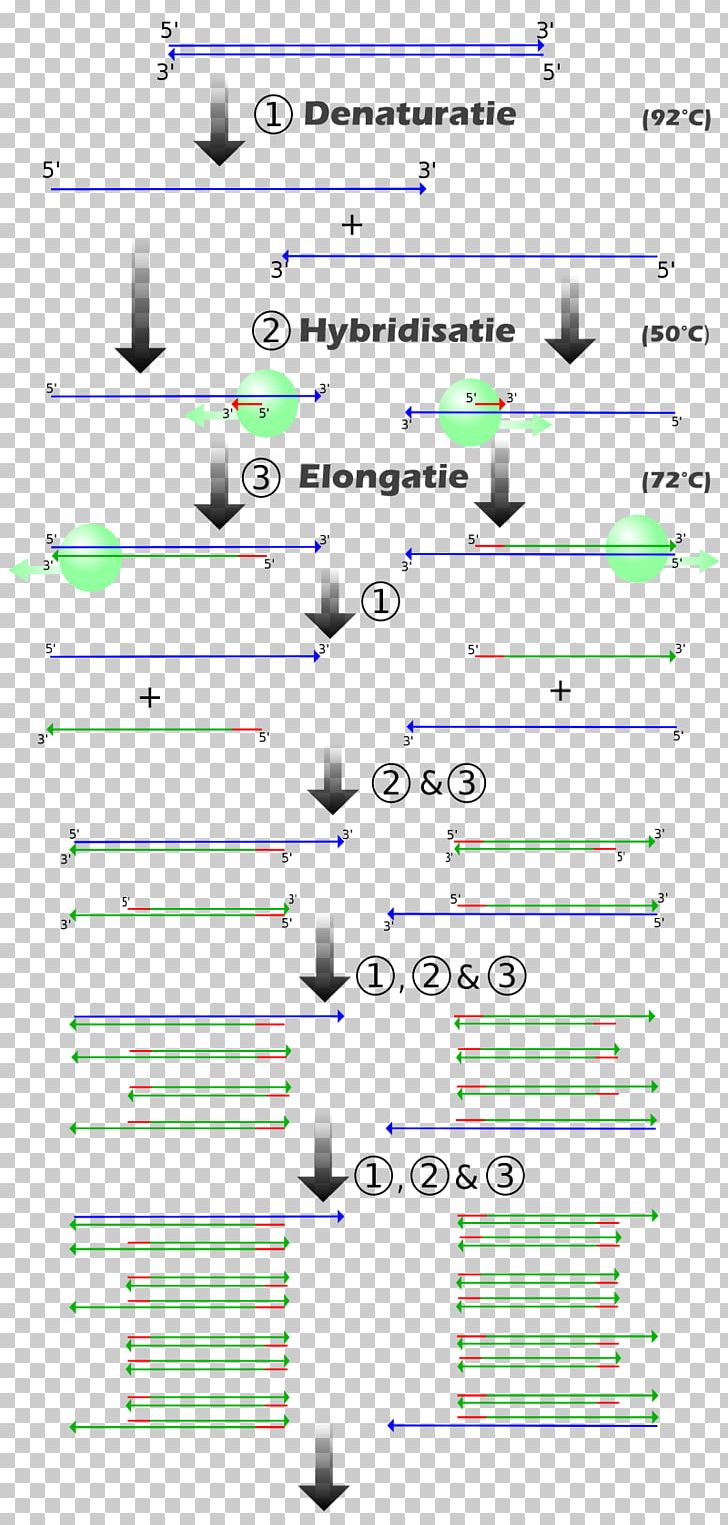 Real-time Polymerase Chain Reaction ENCODE Genetics PNG, Clipart, Angle, Area, Cloning, Dna, Encode Free PNG Download