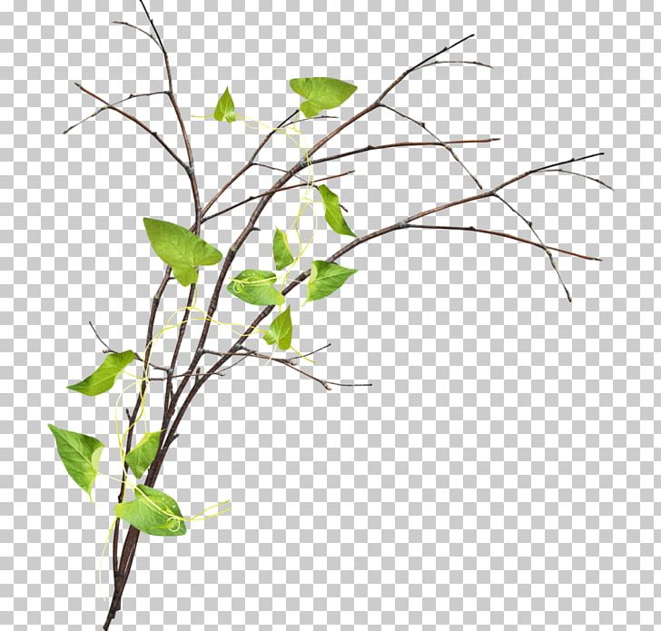Twig Tree Branch PNG, Clipart, Branch, Chemical Element, Computer Software, Flora, Flower Free PNG Download