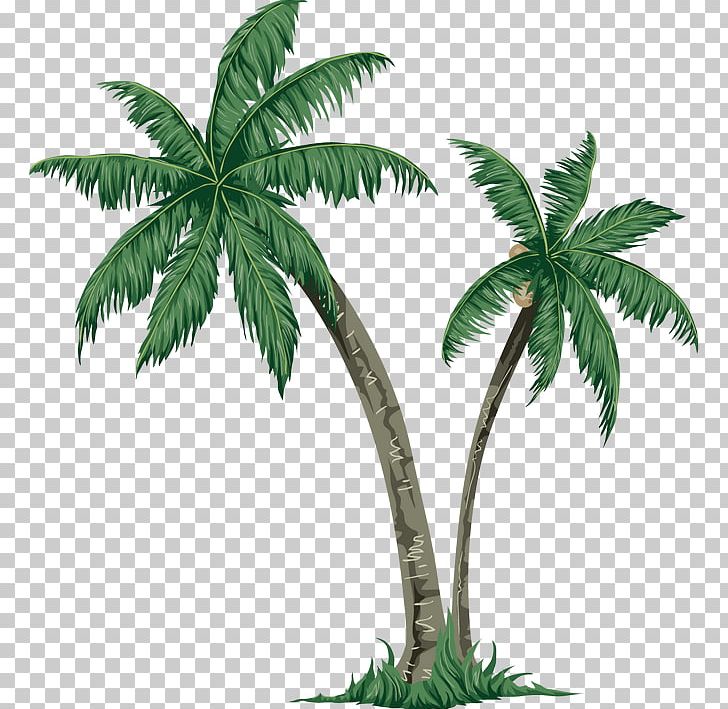 Arecaceae Tree Paper PNG, Clipart, Arecales, Cannabis, Christmas Tree, Coconut, Drawing Free PNG Download