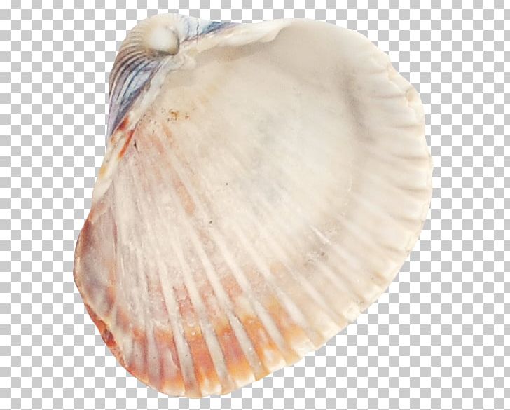 Cockle Seashell Tellinidae Conchology Veneroida PNG, Clipart, Animals, Baltic Clam, Clam, Clams Oysters Mussels And Scallops, Cockle Free PNG Download