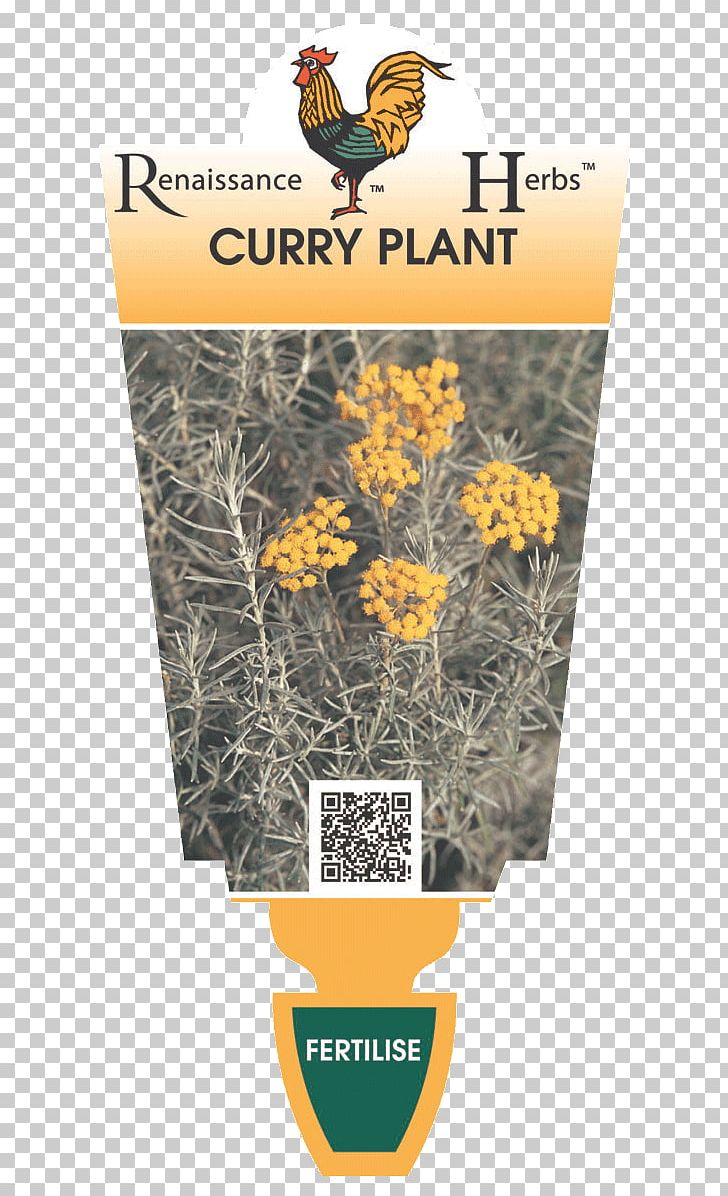 Curry Plant Indian Cuisine Herb Food PNG, Clipart, Aroma Compound, Curry, Curry Plant, Everlasting Flowers, Flora Free PNG Download