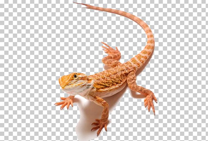 Lizard Bearded Dragons PNG, Clipart, Agama, Agamidae, Animals, Beard, Bearded Dragon Free PNG Download
