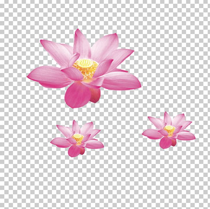 Nelumbo Nucifera Symbol Flower PNG, Clipart, Aquatic Plant, Euclidean Vector, Flowering Plant, Golden Lotus, Hand Free PNG Download