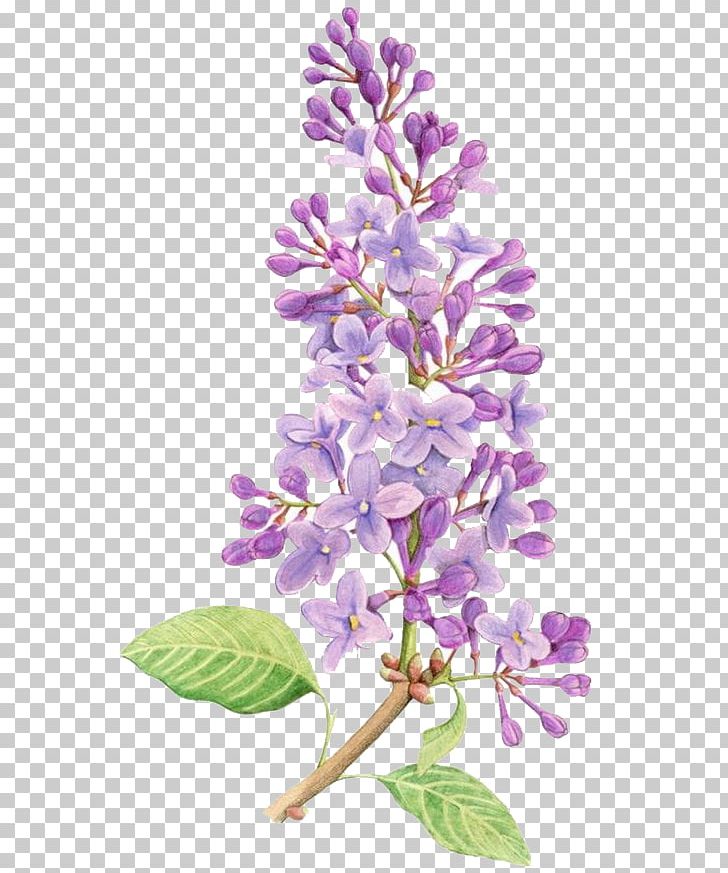 Lilac Flower Drawing Tattoo Watercolor Painting PNG, Clipart, Botanical Illustration, Branch, Cartoon, Decorate, Floral Design Free PNG Download