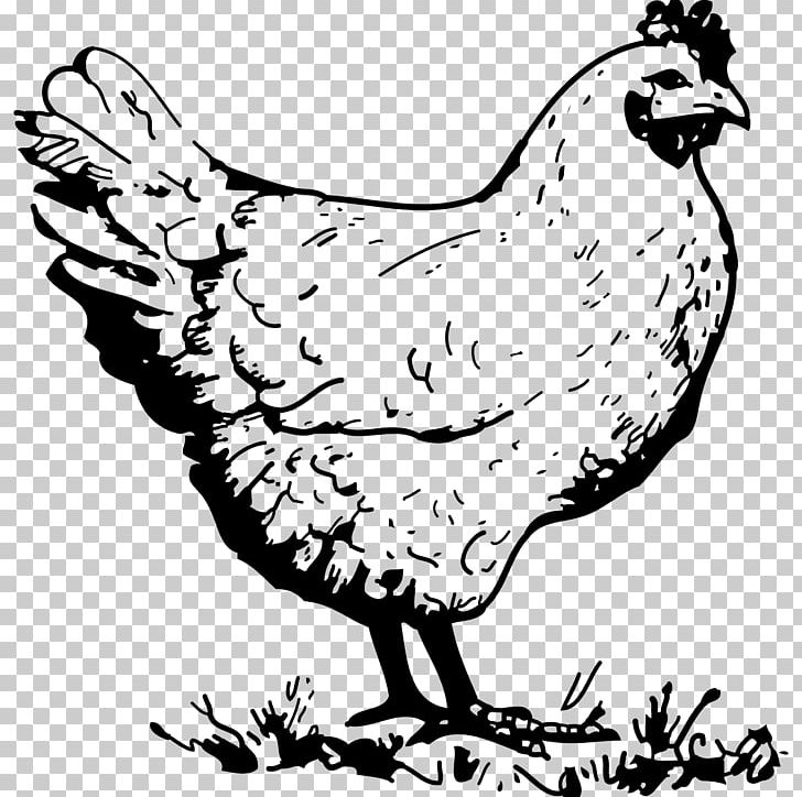 Chicken Hen Drawing PNG, Clipart, Animals, Art, Artwork, Beak, Bird Free PNG Download
