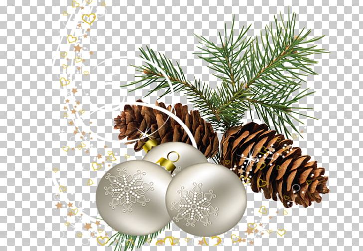 Fir Conifer Cone Stone Pine Scots Pine PNG, Clipart, Branch, Christmas Decoration, Christmas Ornament, Cone, Conifer Free PNG Download