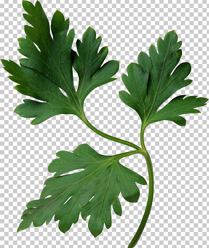 Parsley Stock Photography Herb PNG, Clipart, Coriander, Desktop Wallpaper, Food, Fotosearch, Herb Free PNG Download