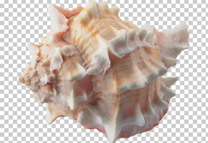 Conch Seashell Clam Escargot PNG, Clipart, Clam, Clams Oysters Mussels And Scallops, Conch, Conchology, Encapsulated Postscript Free PNG Download