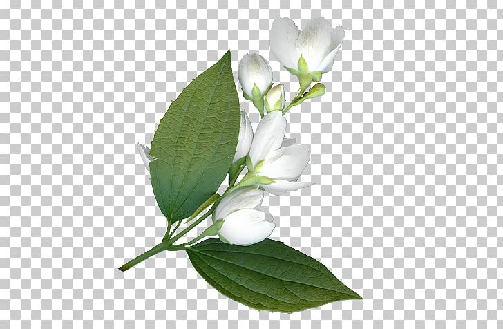 Leaf Branch Others PNG, Clipart, Arabian Jasmine, Banco De Imagens, Branch, Cicek, Cicekler Free PNG Download