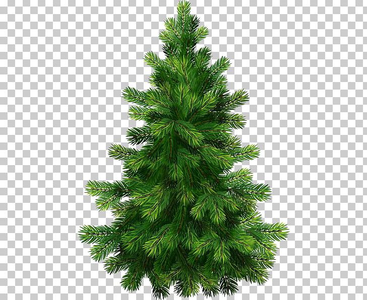 Pine Tree Fir Stock Photography PNG, Clipart, Biome, Christmas, Christmas Decoration, Christmas Ornament, Christmas Tree Free PNG Download