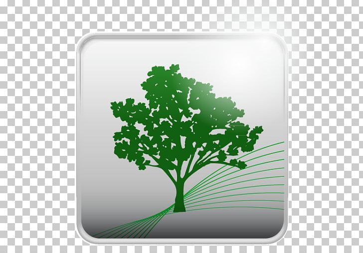 Tree Herb Leaf PNG, Clipart, Apk, Fig, Fig Tree, Grass, Green Free PNG Download