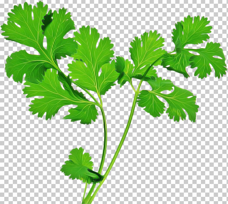 parsley leaves clip art