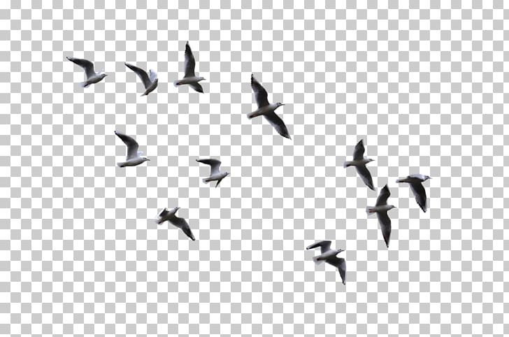 Bird Flight Gulls PNG, Clipart, Animal Migration, Animals, Beak, Bird, Bird Flight Free PNG Download