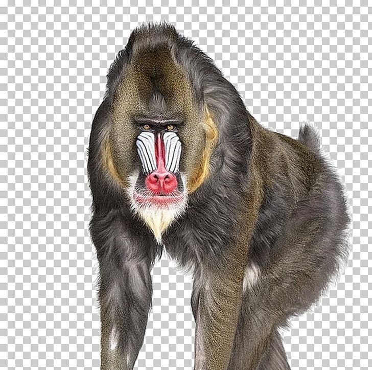 Creature ABC Photographer Wildlife Photography PNG, Clipart, Abc, Andrew Zuckerman, Animal, Art, Artist Free PNG Download