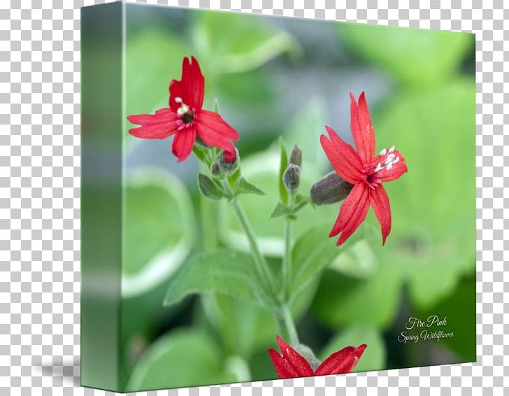 Wildflower Family Film Annual Plant P!nk PNG, Clipart, Annual Plant, Family, Family Film, Flora, Flower Free PNG Download