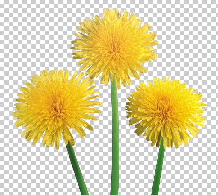 Dandelion Coffee PNG, Clipart, Annual Plant, Computer Icons, Cut Flowers, Daisy Family, Dandelion Free PNG Download