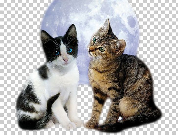 Jigsaw Puzzles Goodgame Big Farm Jigsaw Puzzle Cats PNG, Clipart, Aegean Cat, American Shorthair, American Wirehair, Carnivoran, Cat Free PNG Download