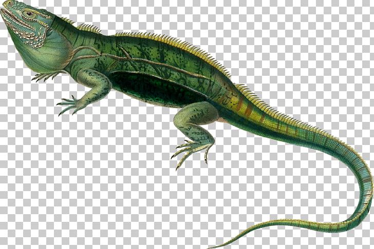 Agamas Lacertids Lizard Reptile Green Iguana PNG, Clipart,  Free PNG Download