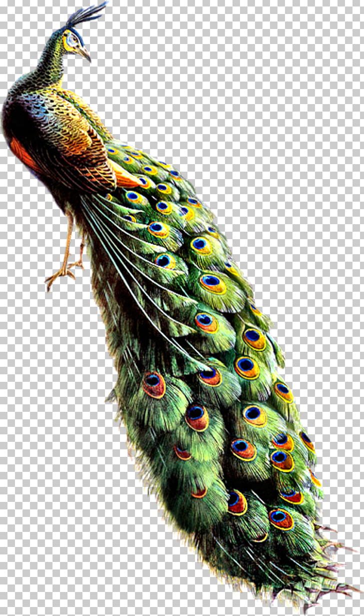 Bird Asiatic Peafowl Feather PNG, Clipart, Animals Birds, Asiatic, Asiatic Peafowl, Beak, Bird Free PNG Download