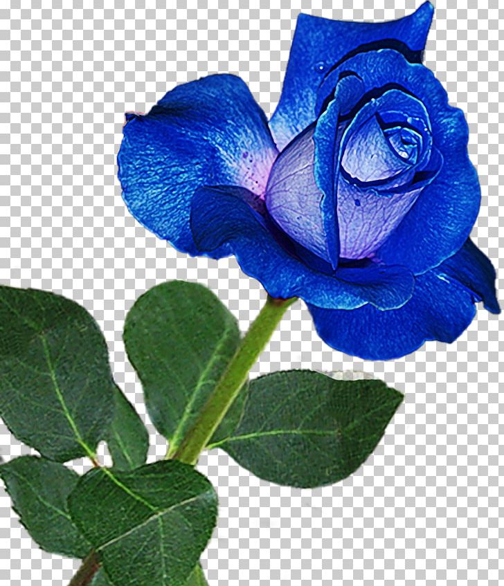 Blue Rose Flower Garden Roses Pink PNG, Clipart, Blue, Blue Rose, Cobalt Blue, Color, Cut Flowers Free PNG Download