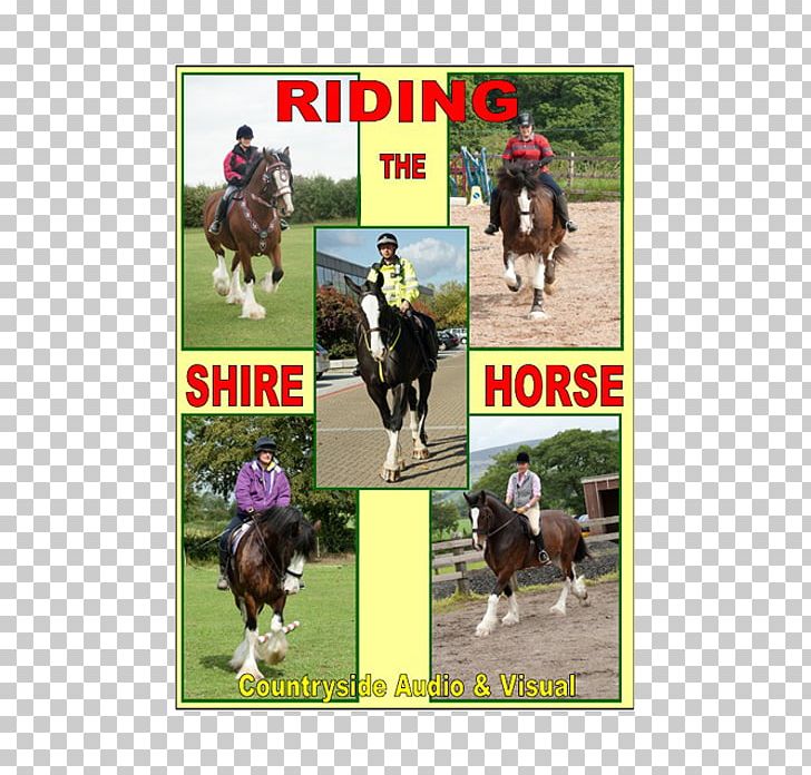 Stallion Shire Horse Percheron Clydesdale Horse Gypsy Horse PNG, Clipart, Advertising, Animal Sports, Breed, Clydesdale Horse, Draft Horse Free PNG Download