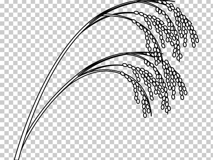 White Rice Cereal Drawing PNG, Clipart, Art, Black And White, Black Rice, Body Jewelry, Botanical Illustration Free PNG Download
