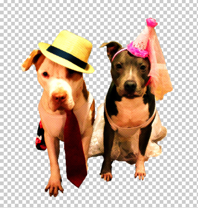 Party Hat PNG, Clipart, American Pit Bull Terrier, American Staffordshire Terrier, Companion Dog, Dog, Fawn Free PNG Download