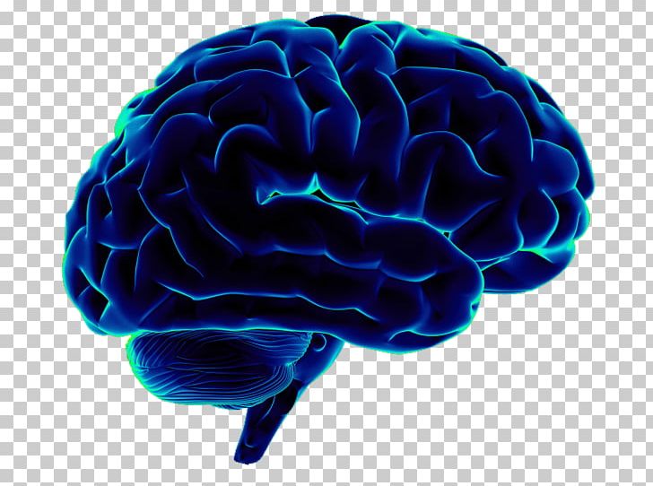 Human Brain Neuroscience Homo Sapiens PNG, Clipart, Biology, Brain, Computer Icons, Electric Blue, Homo Sapiens Free PNG Download