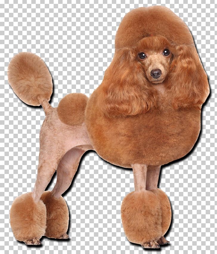 Toy Poodle Miniature Poodle Standard Poodle Puppy PNG, Clipart, American Kennel Club, Breed, Carnivoran, Companion Dog, Dog Free PNG Download