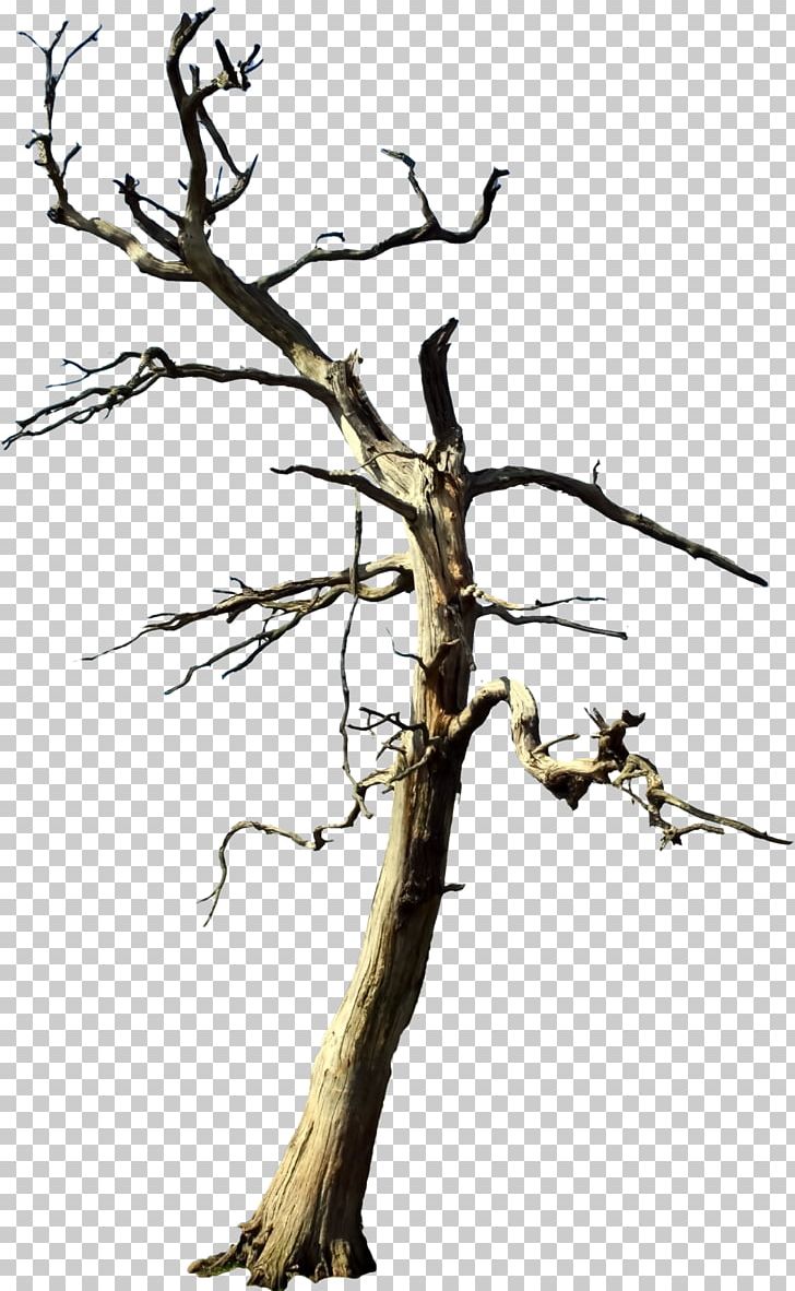 Tree Stock Photography PNG, Clipart, Branch, Child, Dead Rising, Eye, Flower Free PNG Download