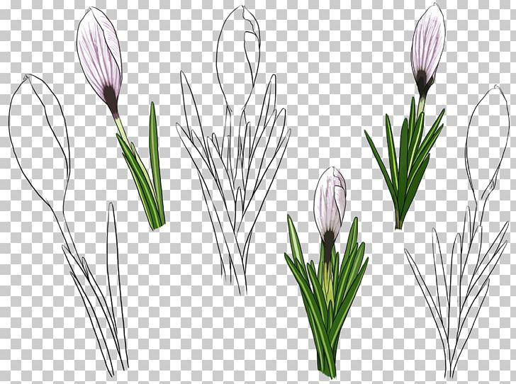 Tulip Flower PNG, Clipart, Computer Wallpaper, Crocus, Cut Flowers, Floristry, Flowering Plant Free PNG Download